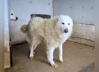 Folquet - Im falschen Leben