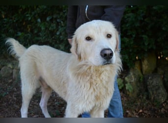 Sisko - es sind so viele