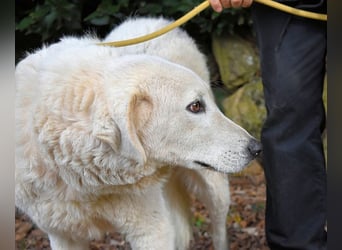 Damarius - niemals ist eine schrecklich lange Zeit