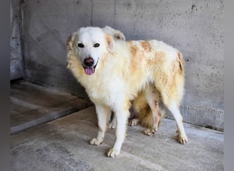 Folquet - Im falschen Leben