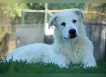 Mira - eine weiße Herzensbrecherin und ihre drei Schwestern