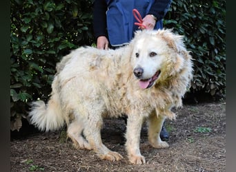 Noak - Alles nur Wunschdenken... ?