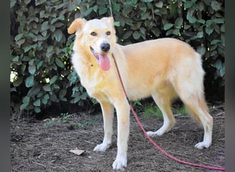 Antiloco - Nur ein Wunsch: endlich nach Hause!