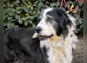 Hindah - Dreieinhalb Sommersprossen