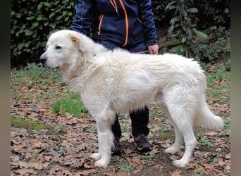 Apolonio - möchte für seine Menschen ein Fels in der Brandung sein