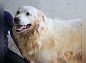 Eskie - aber bitte mit Sahne ins Glück!