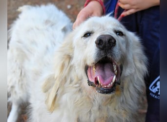 Aristodemo - nicht nur Schall und Rauch