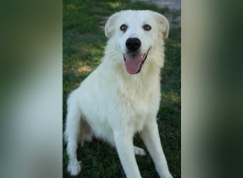 Mira - eine weiße Herzensbrecherin und ihre drei Schwestern