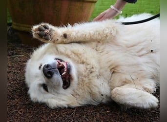 Hadriano - Viel mehr als nur einer unter vielen!