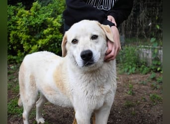 Neeko - Traumhund sucht Traummenschen