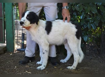 Lambertino - Pünktchen möchte nach Hause