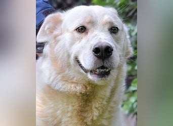 Zipper - Ein vergeudetes Leben