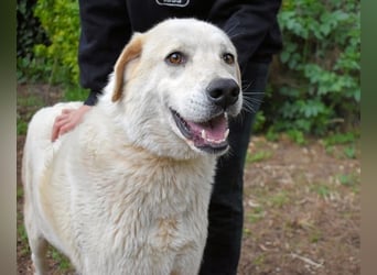 Neeko - Traumhund sucht Traummenschen