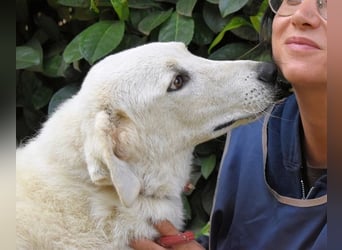 Damarius - niemals ist eine schrecklich lange Zeit