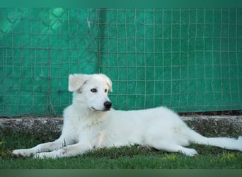 Mona - Ruhe, Würde und ein großes Herz