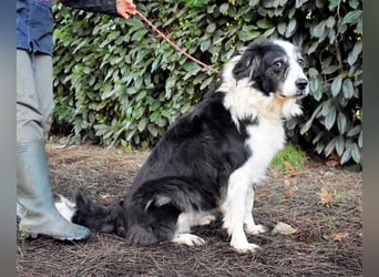 Hindah - Dreieinhalb Sommersprossen