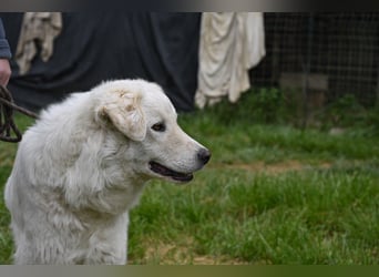 Boss - Wenn ein Name täuscht und ein Herz gewinnt