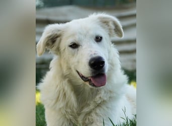 Mulan - eine weiße Herzensbrecherin und ihre drei Schwestern