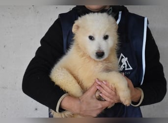 Cairox - Weiß jemand, was aufpassen eigentlich heißt?