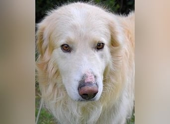 Marble -NOTFALL -  Die Geschichte vom geprügelten Hund