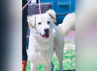 Cornelius - Woher soll er es können?