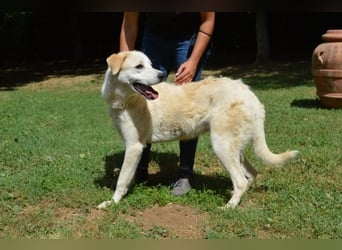 Neeko - Traumhund sucht Traummenschen