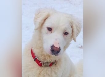 Bullo - Jede Menge tolle Dinge....