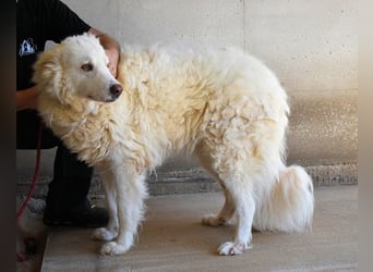 Haigen - Free HAIGEN