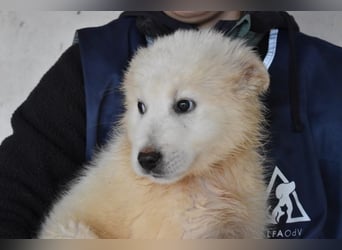 Cairox - Weiß jemand, was aufpassen eigentlich heißt?