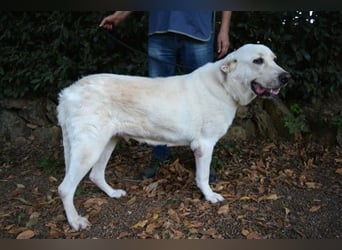 Alisky - XXL Körbchen für sanfte Hundedame gesucht