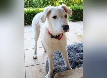 Bullo - weißer Eisbär mit sanfter Seele