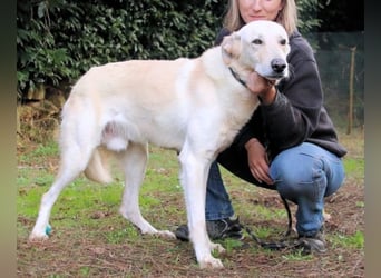 Yannick - SOS- (Dringend Pfflegestelle oder Zuhause gesucht )verloren zwischen Angst und Bindung