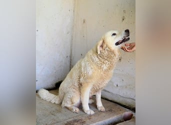 Eskie - aber bitte mit Sahne ins Glück!