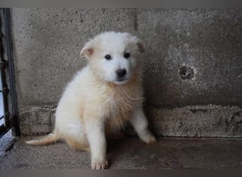 Cairox - Weiß jemand, was aufpassen eigentlich heißt?