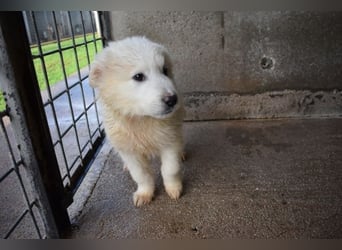 Cairox - Weiß jemand, was aufpassen eigentlich heißt?