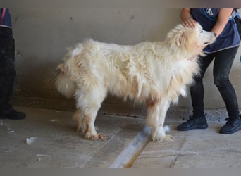 Jaafar - Der sanfte Riese