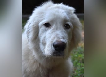 Leofric - Kleiner Löwe hat Großes vor