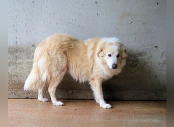 Olivielle- Junge Dame im Bärenmantel