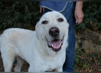 Alisky - XXL Körbchen für sanfte Hundedame gesucht