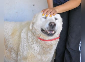 Eskie - aber bitte mit Sahne ins Glück!