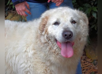 Tallulah - Grandezza auf vier Pfoten!