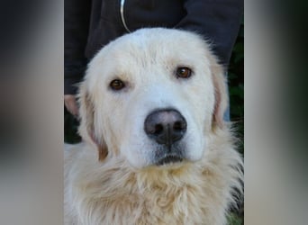 Sisko - es sind so viele