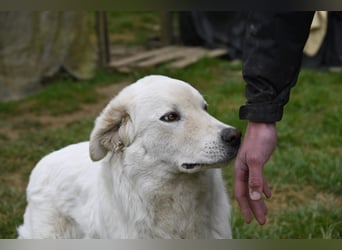 Boss - Wenn ein Name täuscht und ein Herz gewinnt