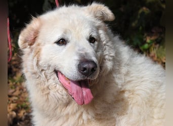 Tallulah - Grandezza auf vier Pfoten!