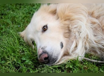 Marble -NOTFALL -  Die Geschichte vom geprügelten Hund