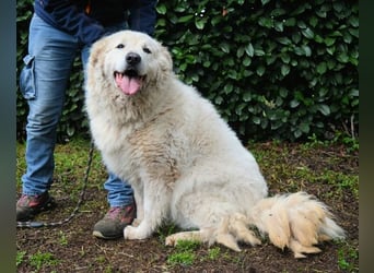 Tallulah - Grandezza auf vier Pfoten!