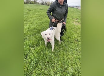 Cornelius - Vom Zurückgelassenen zum Lernwilligen