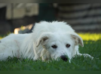 Mulan - eine weiße Herzensbrecherin und ihre drei Schwestern