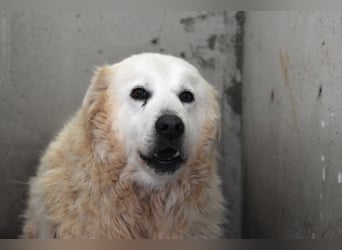 Daigle - "Tauschen Sie den Rest Ihres Zögerns gegen den Rest meines Lebens!"