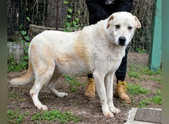 Neeko - Traumhund sucht Traummenschen